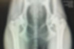 radiographs of a dog with bilateral hip dysplasia