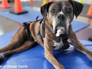 brindle boxer laying on gym mat