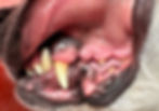 example of moist, bubblegum pink gums indicating adequate hydration