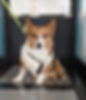 corgi sits in an empty underwater treadmill