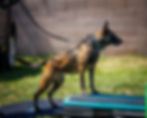 Belgian Malinois doing a step up exercise