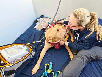 Kolohe the pitty gives kisses during laser therapy
