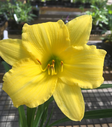 Lemon Squeeze Encore | Barth Daylilies
