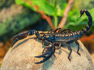 Asain Forest Scorpian