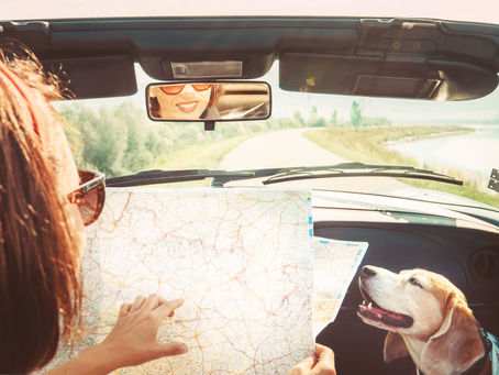 Woman parked in her car on the side of a road looking at a map. Sitting next to her companion dog in the passenger seat.