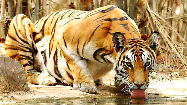KR_Tigers_M.jpg