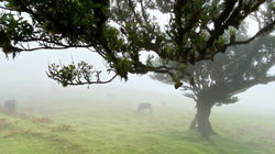 Enchanted cloud forest - Madeira’s hidden gem