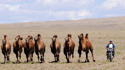 Camel caravans crossing the timeless landscapes of the Gobi Desert