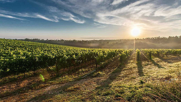 KR_Toskana_Weinberge_M.jpg