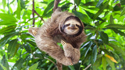 Sloths - the embodiment of calmness