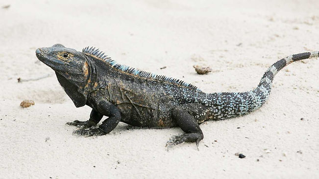 KR_Panama_Schwarzer Leguan_M.jpg