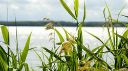 Schilf, Seen und unendliche Ruhe