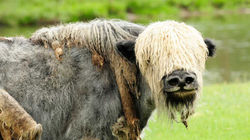 Yaks graze peacefully across Mongolia's highland pastures