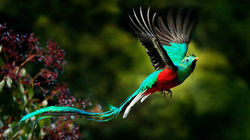 Quetzal - majesty of the cloud forest