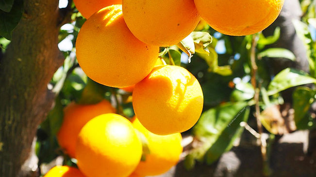 KR_Mallorca_Orangen_M.jpg
