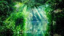 Glide through the rainforest - boat adventure in Tortuguero National Park