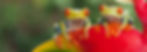 GT_Costa_Rica_Tropical_Wildlife_alt.jpg