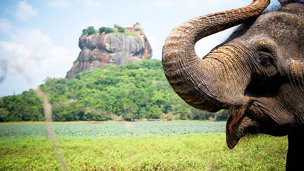 KR_Sri_Lanka_Elefanten3_M.jpg