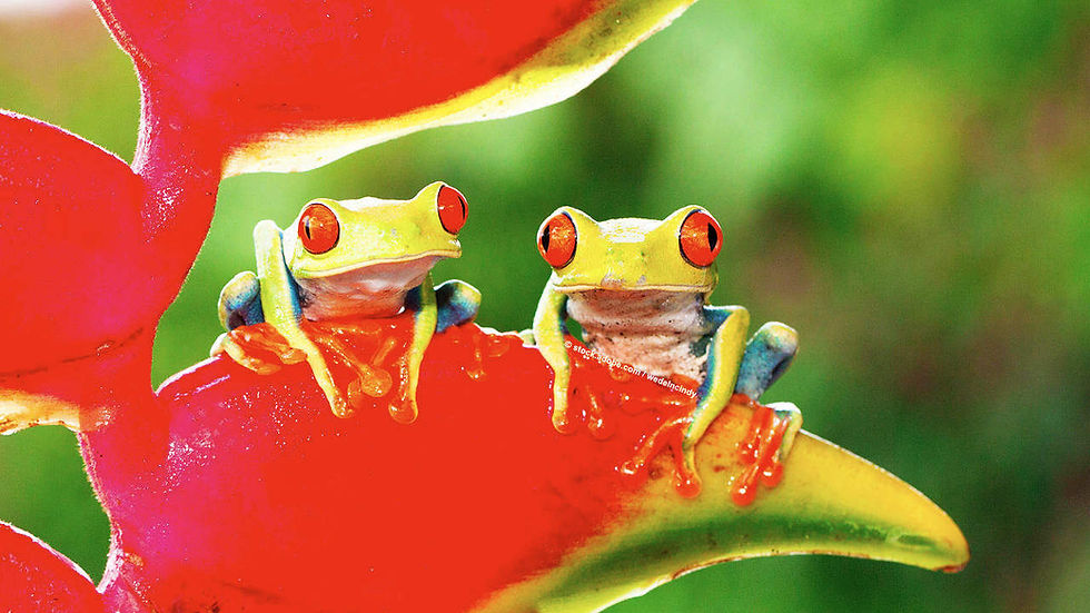 Costa Rica - colourful and exotic