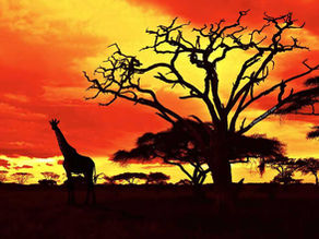 South Africa is a land of extraordinary diversity, offering everything from breathtaking wildlife safaris to vibrant cultural experiences. For gay travellers seeking a mix of adventure, relaxation, and culture, South Africa is the perfect destination.