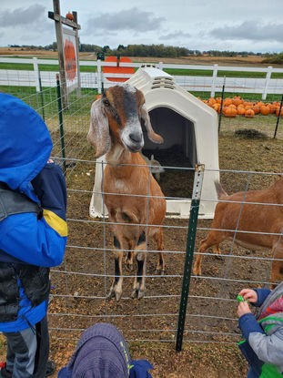 2020 - Pumpkin Farm Family Event - Goats.jpg