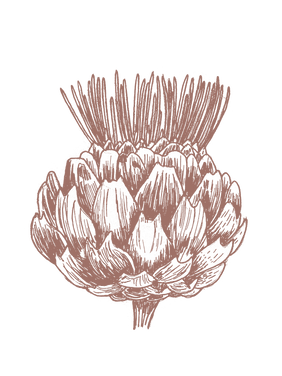_fleur_artichaut.png