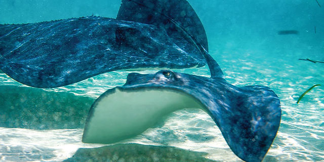 snorkelling team building activities with resorts world bimini