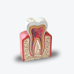 Root canal tooth image