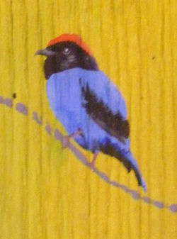 Tangará