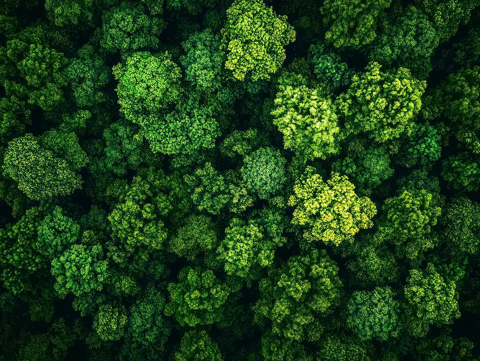 Vista aérea de un bosque denso y verde, representando el compromiso de reforestación y sostenibilidad ambiental de Booster Packaging.