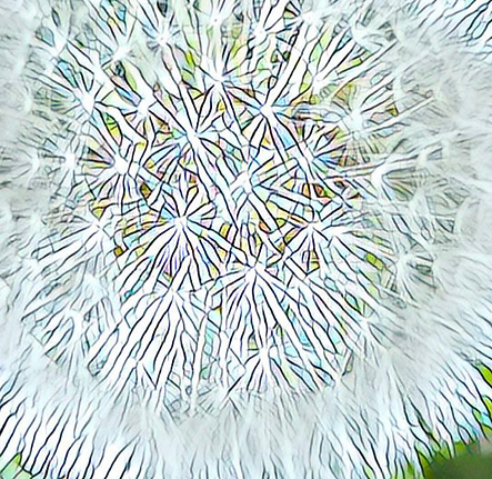 Dandelion 1280 x 720.png