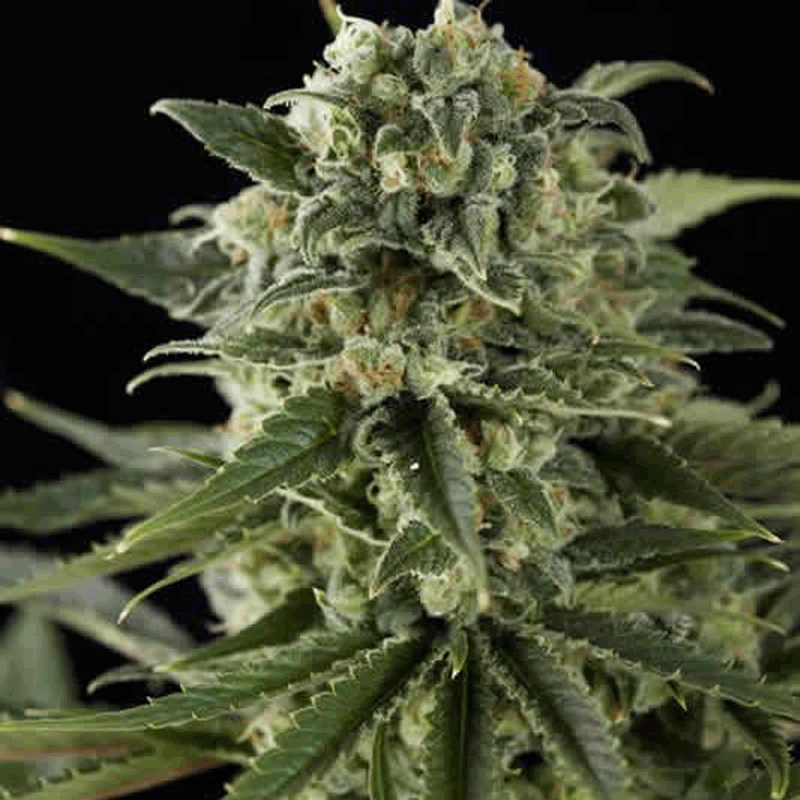 supercriticalhaze_01_1280w800.gif