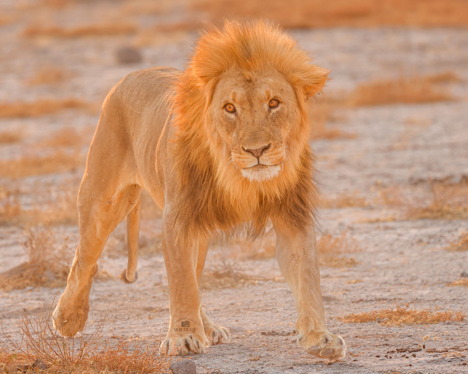 Etosha Gold