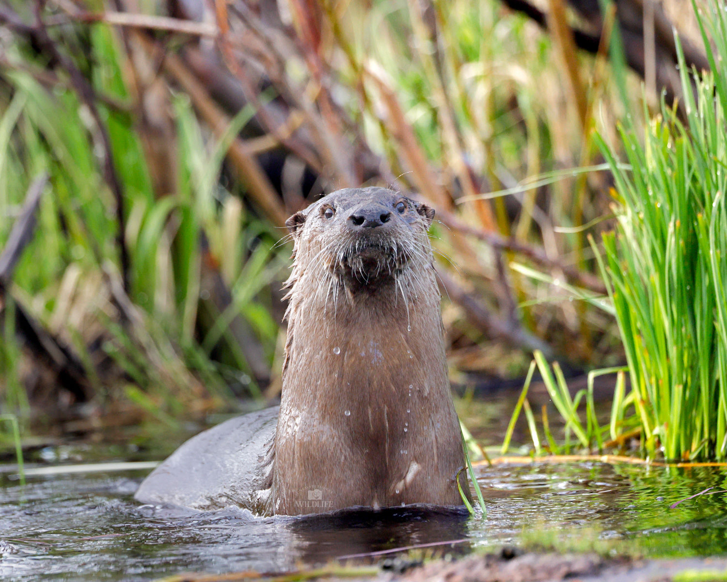 Otterly Focused