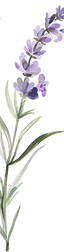 lavanda-1_edited_edited_edited.png