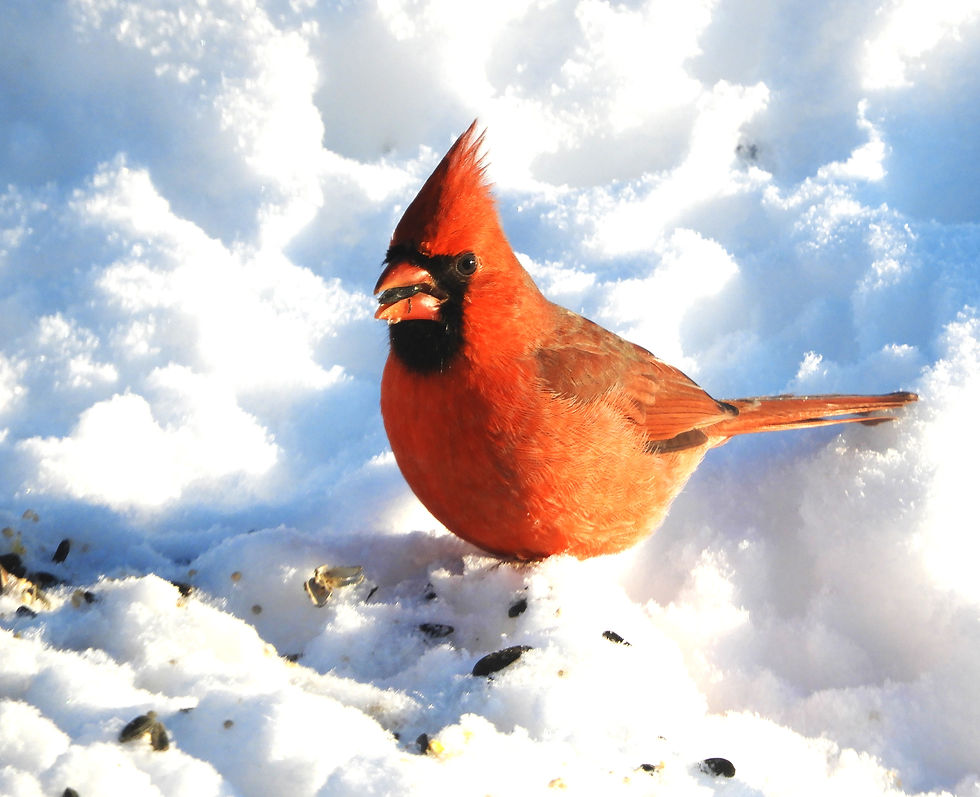 CARDINAL, Northern - 12-03-25