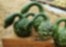 Speckled Swan Gourds