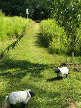 garden tour15 2022.jpeg