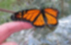 MONARCH emerged