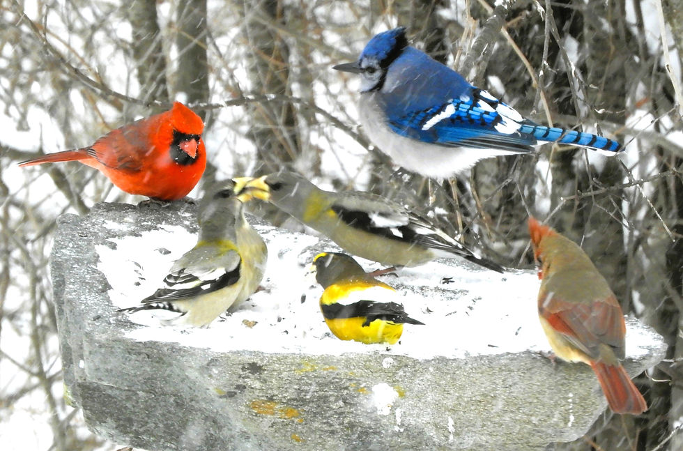 JAY, Cardinal pair & grosbeaks