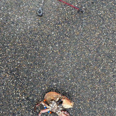Wat een mooie krab aan een rig gemaakt voor kabeljauw