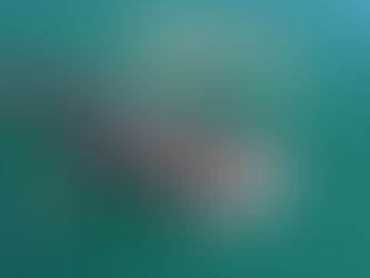 🐋 Whale Sharks in the Mexican Caribbean: The Gentle Giants of the Sea