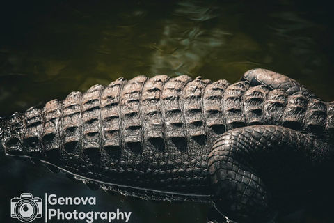 The Everglades