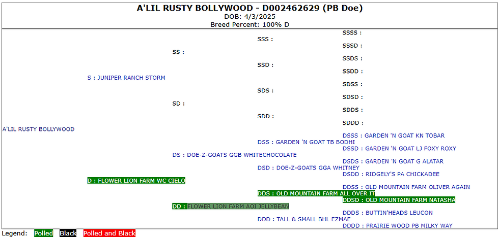 Bollywood Lineage 2025