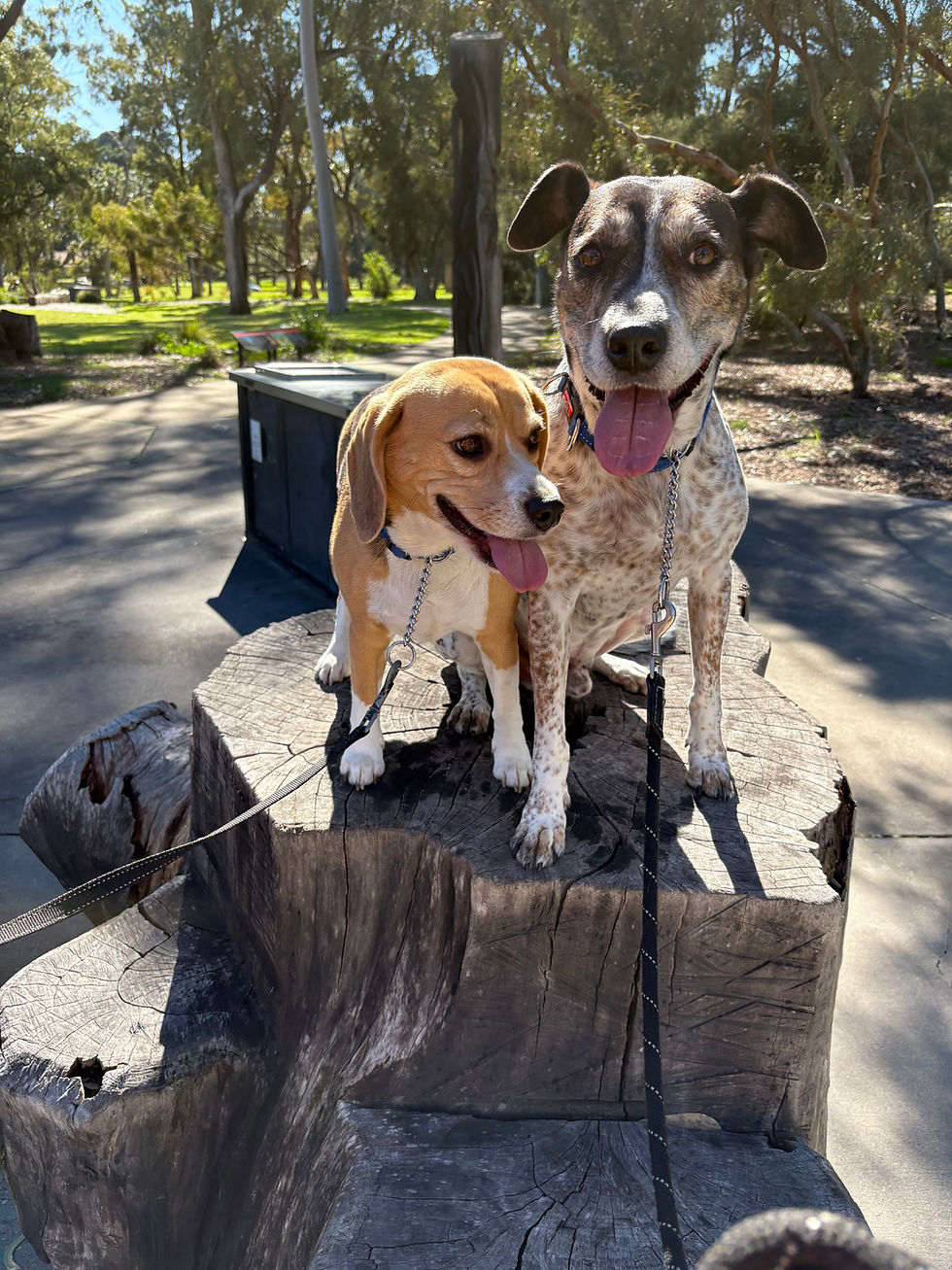 My pups Frankie and Patch