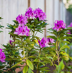 purple-flowers v2.jpg