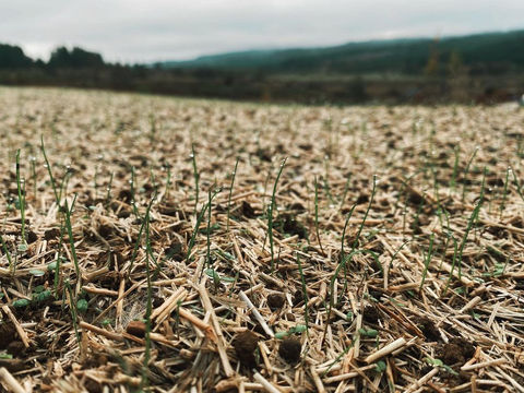 Close-up of tiny green sprouts growing in mulched soil, overcast sky.