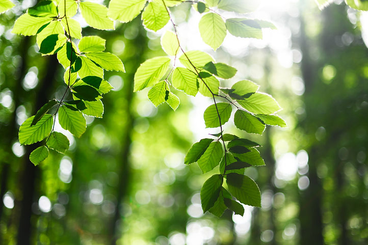 iStock-2202241016.jpg