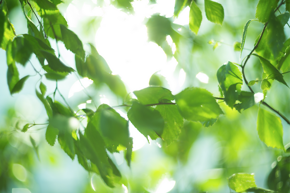 Birch Tree BG Image.png