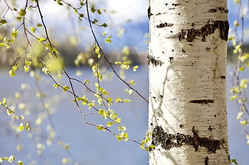 iStock-1225647562.jpg